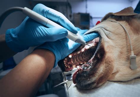 Dog Mouths Dog Dentals And The 4 Stages Of Periodontal Or Dental