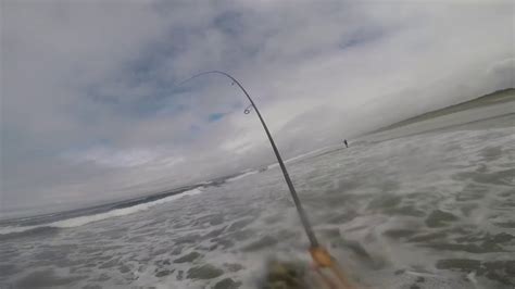 Catching Redtail Surfperch In Long Beach Wa Youtube