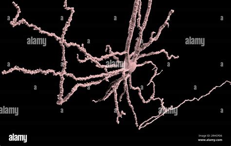 Nerve Cell Confocal Fluorescent Micrograph Stock Photo Alamy