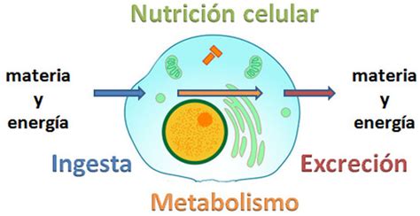 Nutrición Celular Mi Sitio