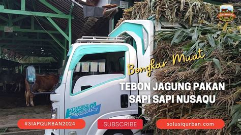 Bongkar Muat Tebon Jagung Untuk Pakan Sapi Siap Qurban Nusa