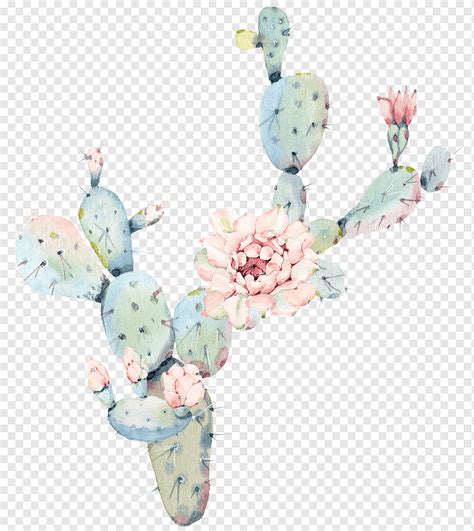 Cactus Plant Png Pngwing