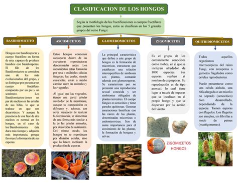 Mapa Conceptual De Micologia Image To U