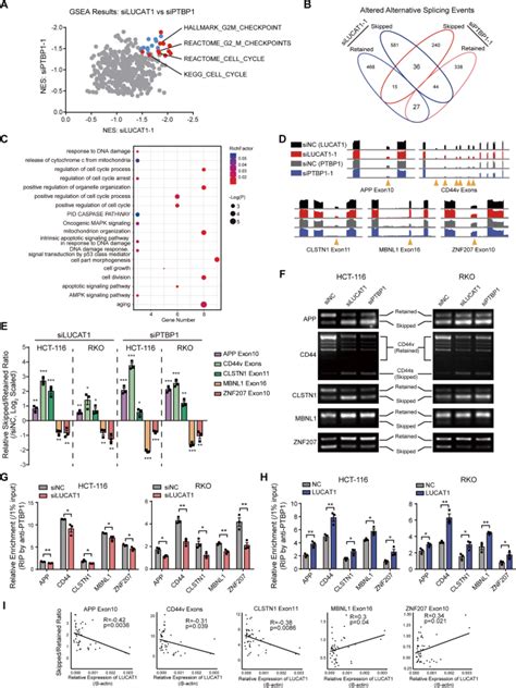 Hypoxia Induced Lucat1 Ptbp1 Axis Modulates Cancer Cell Viability And