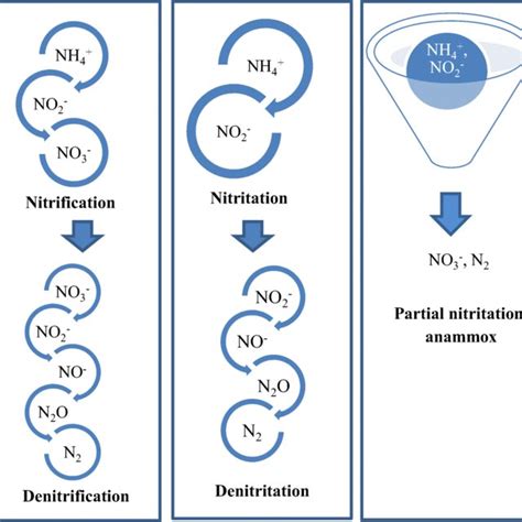 Relationship Of Nitrification Denitrification Download Scientific Diagram