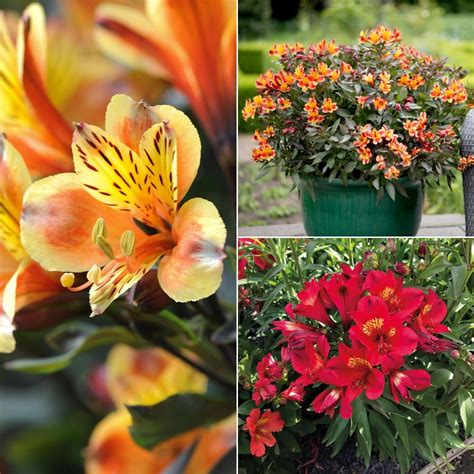Alstroemeria Summer Trio Dobies