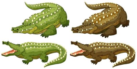 Crocodile 297069 Vector Art at Vecteezy