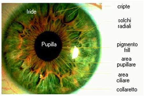 Pupille Dilatate O Piccole Gli Occhi Rivelano Messaggi Importanti