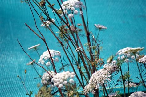 Bunch Of White Flowers Free Stock Photo Public Domain Pictures