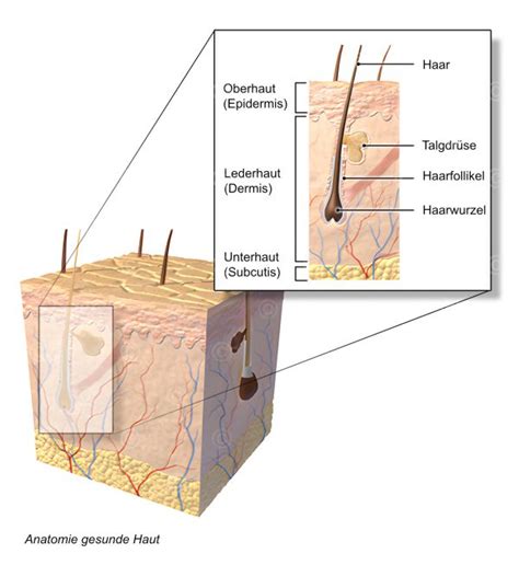 Illustration Anatomie Haut Medicalgraphics