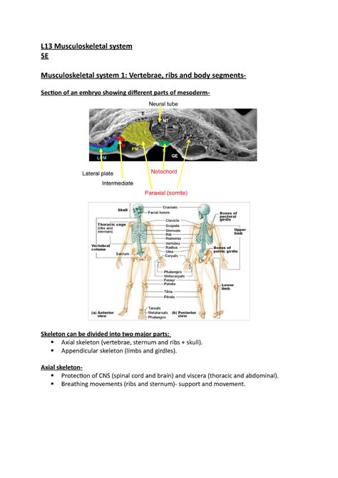 L Musculoskeletal System Notes L Musculoskeletal System Se