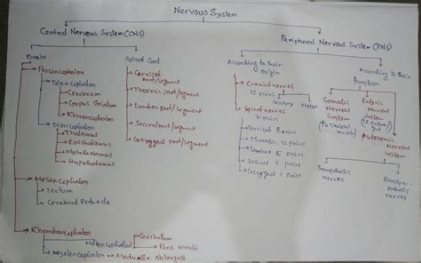 [Solved] Draw out a flow chart of all divisions of the nervous system ...