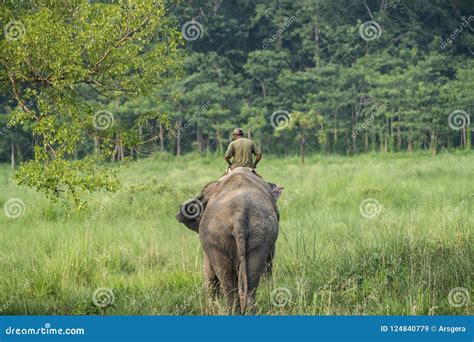 Mahout or Elephant Rider Riding a Female Elephant Editorial Stock Image ...