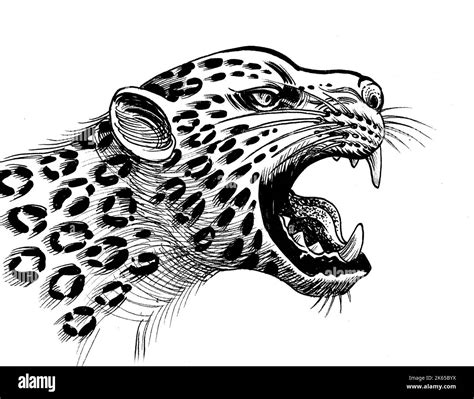 Roaring jaguar. Ink black and white drawing Stock Photo - Alamy