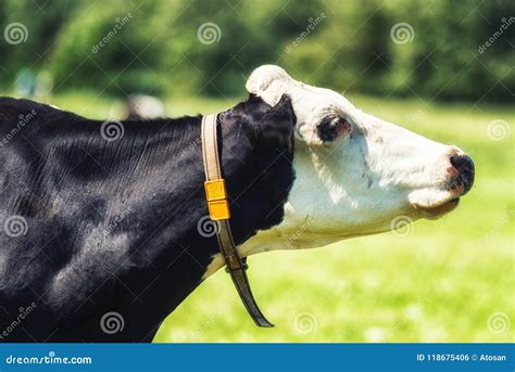 Dutch Holstein Black And White Cow In A Meadow Stock Photo Image Of