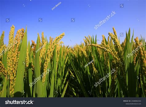 Mature Rice Fields On Farm Stock Photo 2168062101 Shutterstock