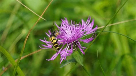 Black Yellow Longhorn Beetle Rutpela Maculata Royalty Free Images