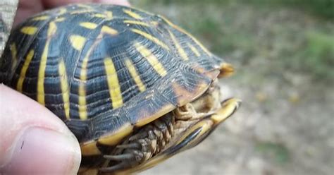 Kansas Ornate Box Turtle Album On Imgur