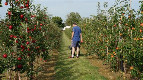 Découvertes Cueillette Des Pommes