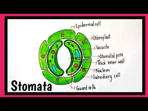 How To Draw Stomata Stomata Drawing Youtube