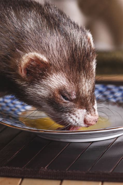 Ferrets In History Ferret World