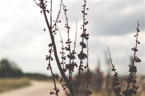 Free Images Tree Nature Branch Winter Leaf Flower Spring Flora