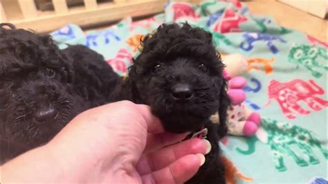 Black Miniature Poodle Puppies For Sale In Michigan Youtube