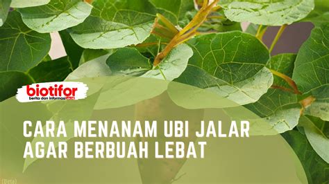 Cara Menanam Ubi Jalar Agar Berbuah Lebat Biotifor