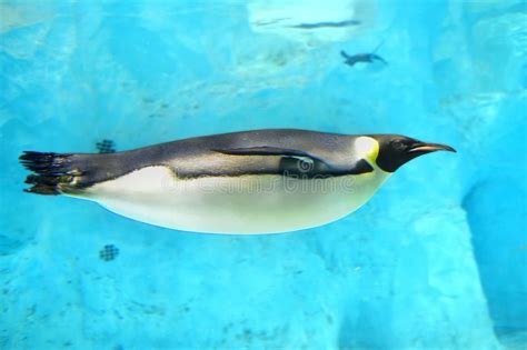 Emperor Penguin. A emperor penguin was swimming underwater in Zhuhai Changlong o , #Aff, # ...