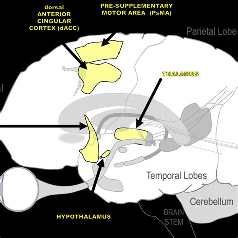 Prime Executive Control Network Regions Download Scientific Diagram