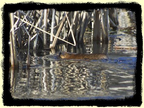 Minnesota Seasons Muskrat