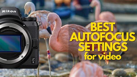 Best Nikon Z6 Autofocus Settings Z6iiz7z7ii Youtube