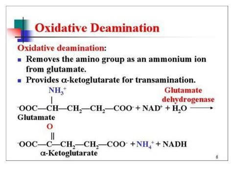 Ppt Protein Metabolism Powerpoint Presentation Free Download Id 151222