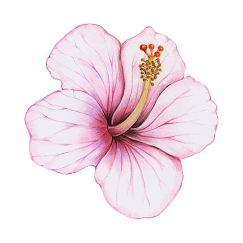 Free Vector | Illustration of hibiscus flower watercolor style