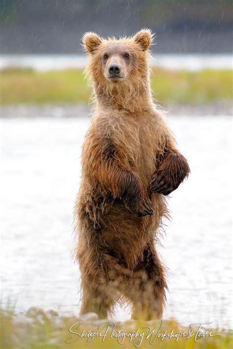 Bear Standing