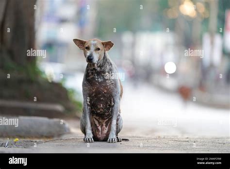 Close Up Of Street Dogs Sitting On Road Indian Street Dog Has Skin