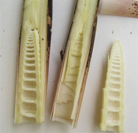 The Earth Of India All About Bamboo Shoots