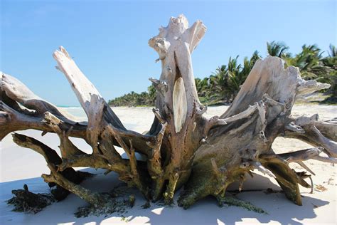 Driftwood On The Beach Driftwood Art Driftwood Photo