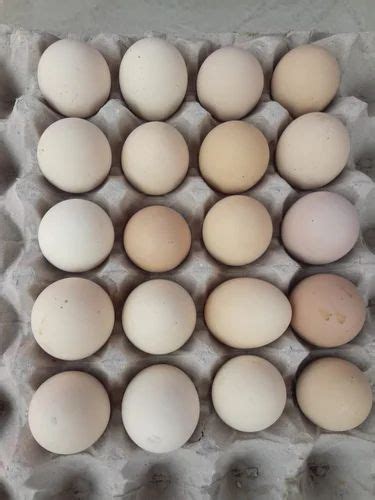 55 Grams To 60 Grams Brown Cobb Broiler Hatching Eggs For Poultry