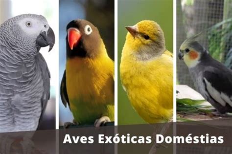 Qué pájaros son aptos para tener en casa según la nueva ley de