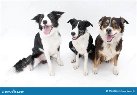 Three Dogs Isolated Stock Photo Image Of Tired Australian 7186560