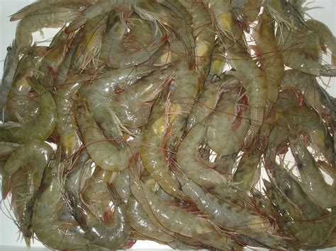 Vannamei Shrimp Farming Method for High Quality Result - Vannamei White Shrimps Manufacturer ...