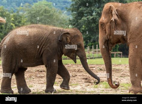 Chiang Mai Tailandia 31º de agosto de 2023 Una elefante hembra es