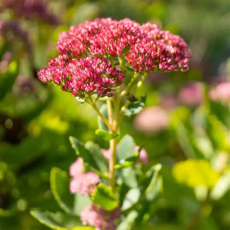 Garten Trend Warum Fetthenne In Keinem Garten Fehlen Sollte