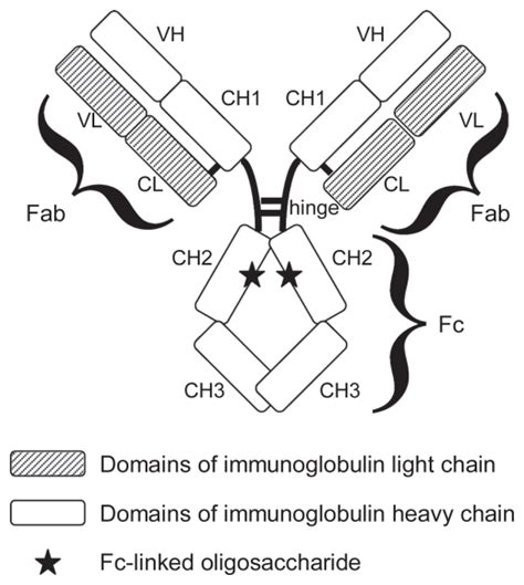 Structure Of Human Igg1 Antibody The Mabs Of Human Igg1 Isotype Download Scientific Diagram