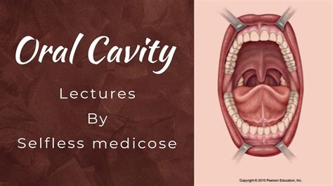 Oral Cavity Lecture 1 Anatomy Of Oral Cavity Youtube