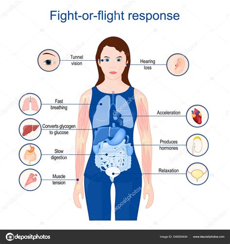 Fight Flight Response Fight Flight Freeze Hyperarousal Acute Stress