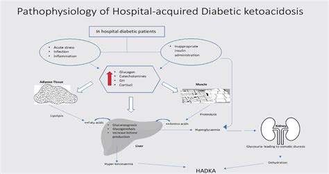 Pathophysiology Of Diabetic Ketoacidosis