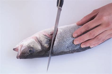 How To Fillet A Round Fish Leiths Education