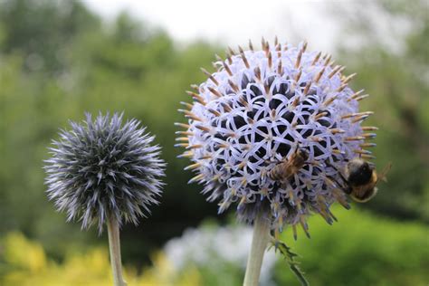 Echinops ritro L. – Ballyrobert Gardens